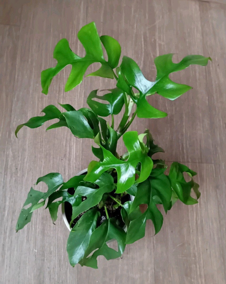 kamerplant 40cm monstera minima, Ophalen, Overige soorten, Halfschaduw, In pot