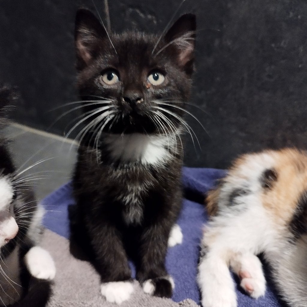 Boerderij Katten/kitten, Dieren en Toebehoren, Meerdere dieren, Kortharig, 0 tot 2 jaar