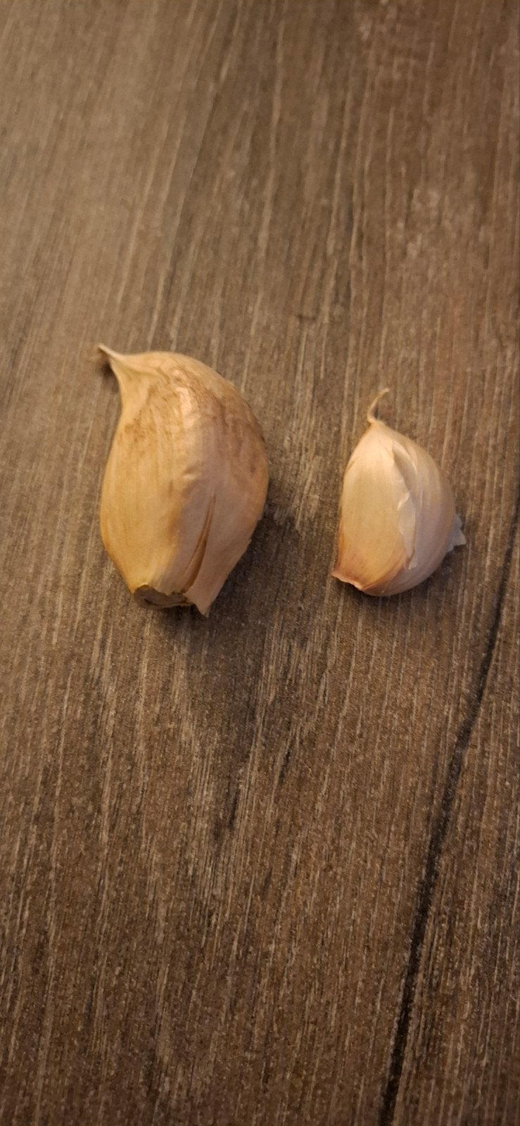 Bio Olifantenknoflook en broedbolletjes - Vers en Biologisch, Ophalen of Verzenden, Najaar, Volle zon