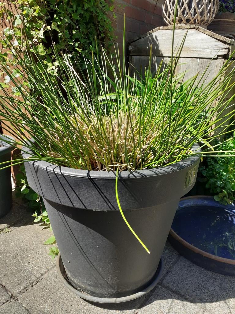 Tuinplant, Tuin en Terras, Ophalen, Rond, 60 cm of meer