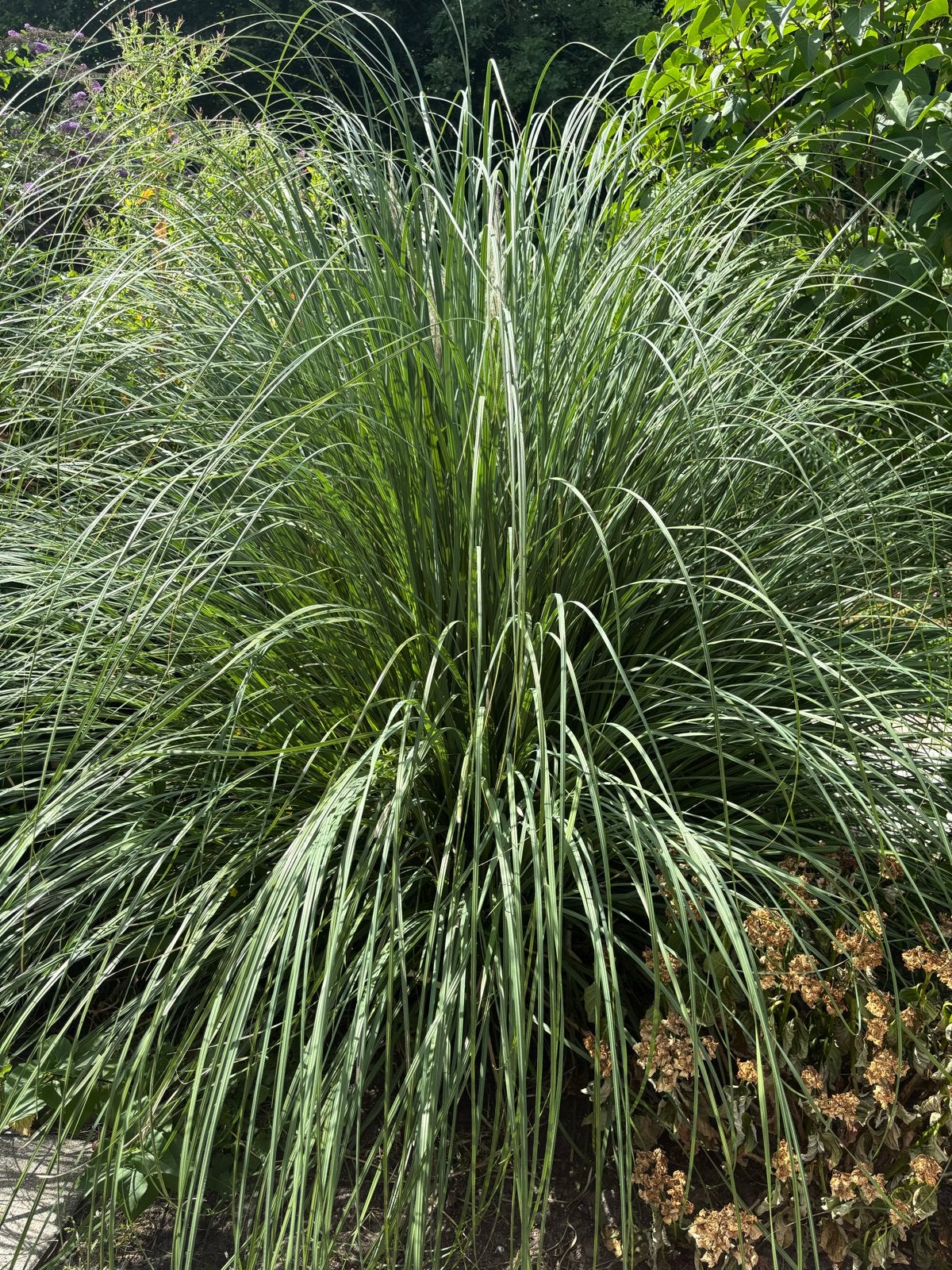 Siergras - Decoratief Riet voor Tuin en Vijver, Ophalen, Volle zon, Vaste plant, Siergrassen