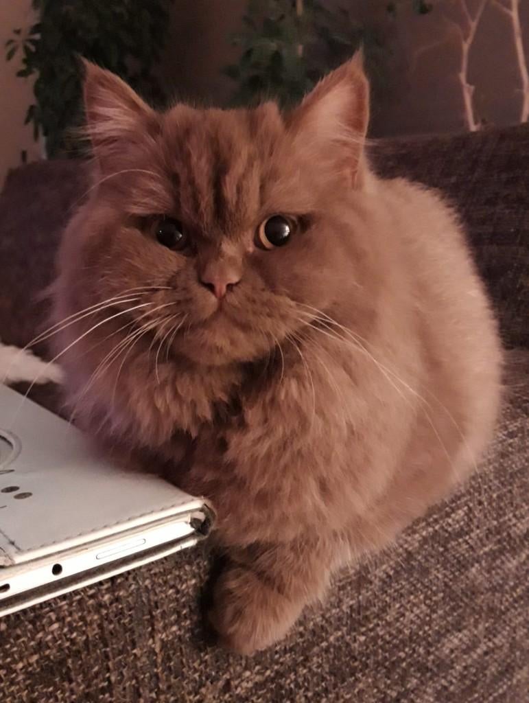 brits cinnamon halflanghaar poes, Dieren en Toebehoren, Katten en Kittens | Raskatten | Korthaar, Poes, Met stamboom, 6 jaar of ouder