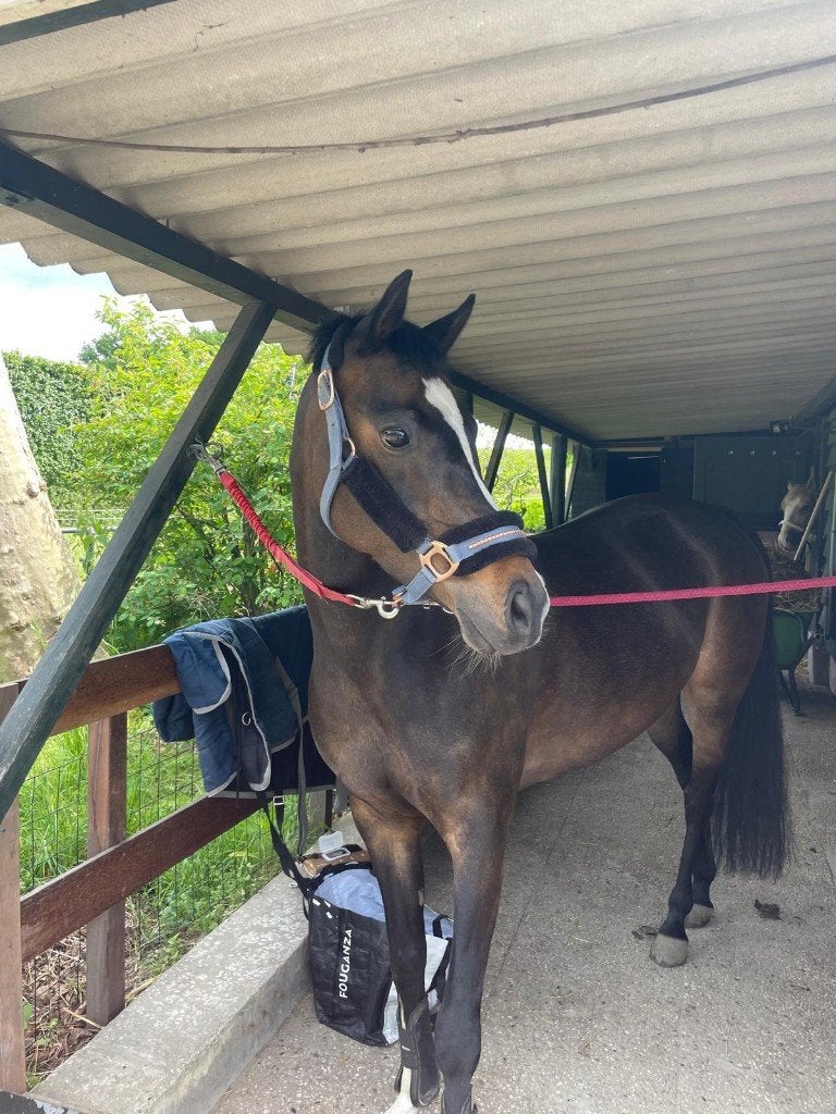Pony, Dieren en Toebehoren, Merrie, D pony (1.37m tot 1.48m), Met stamboom, 7 tot 10 jaar