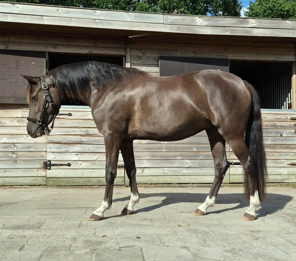 Smokey Black 3-jarige d-pony merrie v Cassanova du Bois, Dieren en Toebehoren, Merrie, Met stamboom, Dressuurpony, 3 tot 6 jaar