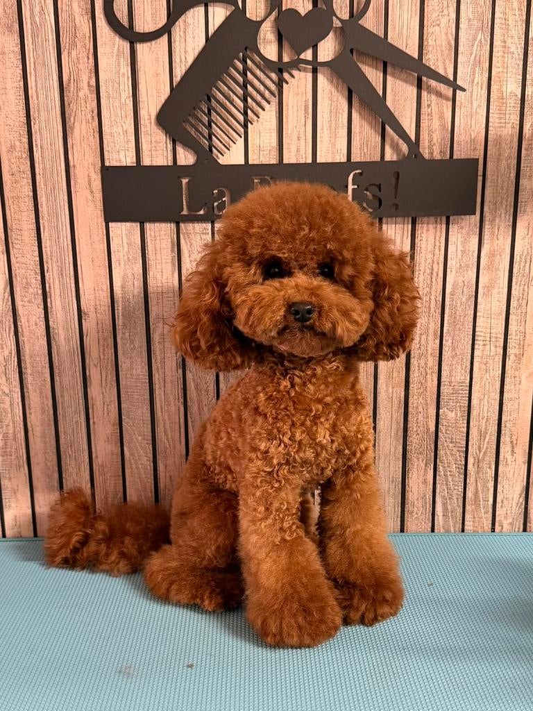Toypoedel Dekreu met Stamboom, Reu, 1 tot 2 jaar, Parvo, Eén hond