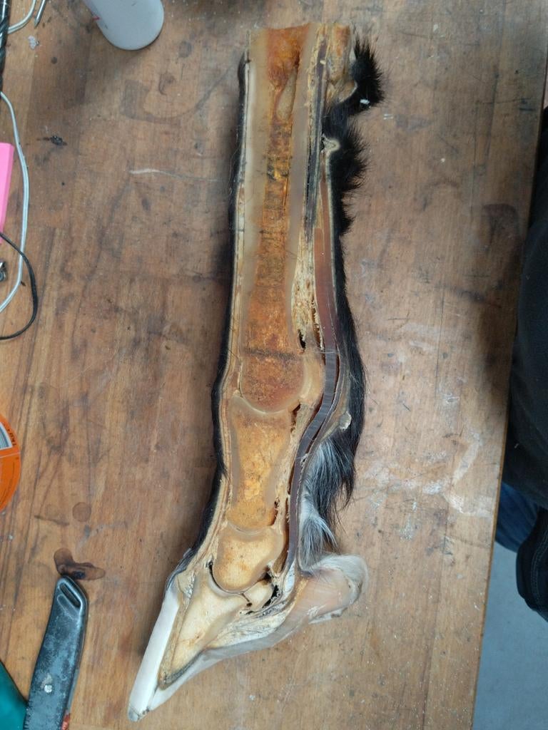 Mooi preparaat paardenbeen - Anatomisch model, Verzamelen, Ophalen of Verzenden, Gebruikt, Paard, Overige typen