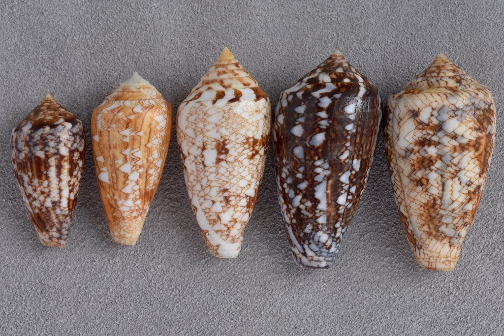 Schelpen: Conus victoriae 34-47mm Australië -  Set van 5, Ophalen of Verzenden, Schelp(en)
