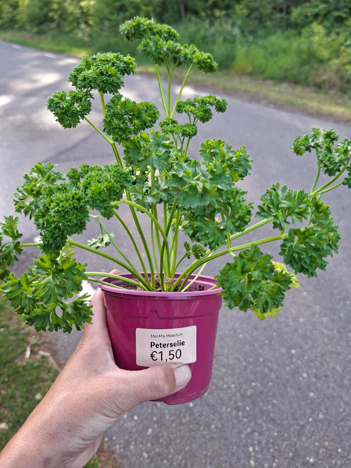 Verse Peterselie Plantjes - Ideaal voor in de keuken!, Ophalen, Eenjarig, Groenteplanten, Volle zon