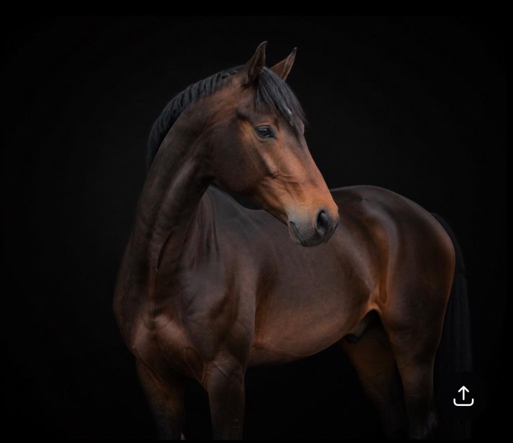 Knappe 2 jarige ruin, Met stamboom, Ruin, Dressuurpaard, 0 tot 2 jaar