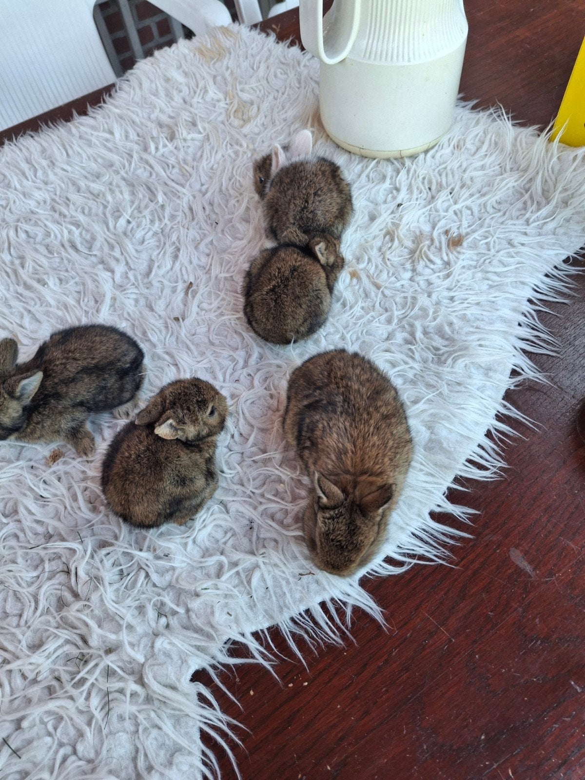 Babykonijnen beschikbaar, Dieren en Toebehoren, Juni, Geslacht onbekend, Overige typen