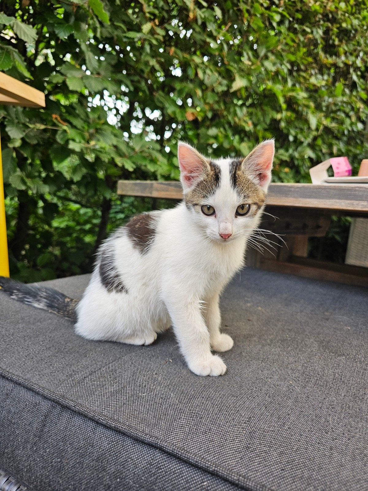 Jonge poesjes/kittens, Meerdere dieren, Kortharig, 0 tot 2 jaar