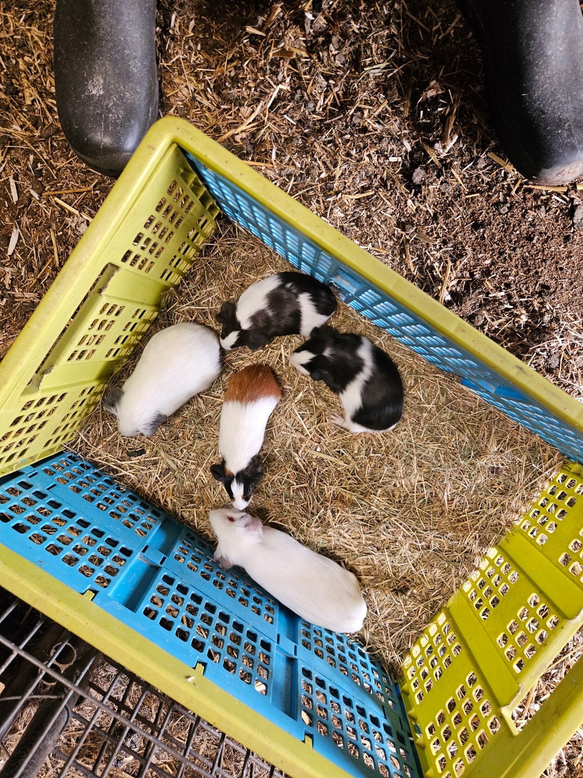 Te koop jonge cavia's, Dieren en Toebehoren, Knaagdieren, Juni, Meerdere dieren, Cavia