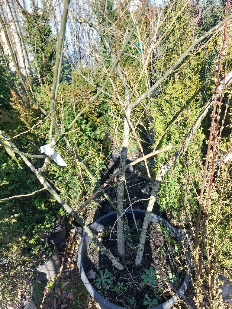 Honingboom (Styphnolobium japonicum), Overige soorten, 250 tot 400 cm, Zomer, Ophalen