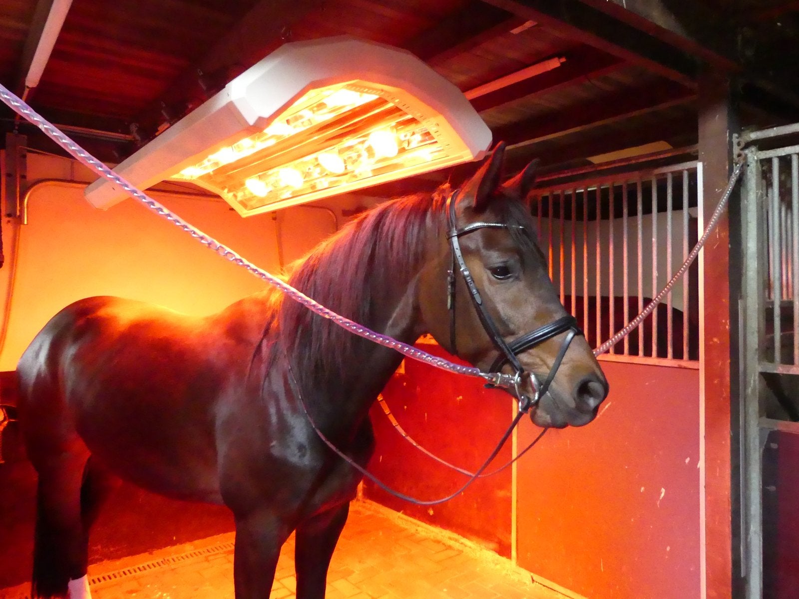 Solarium, Paardensolarium met lift & ventilatoren, 12 lampen, Dieren en Toebehoren, Ophalen of Verzenden, Zo goed als nieuw