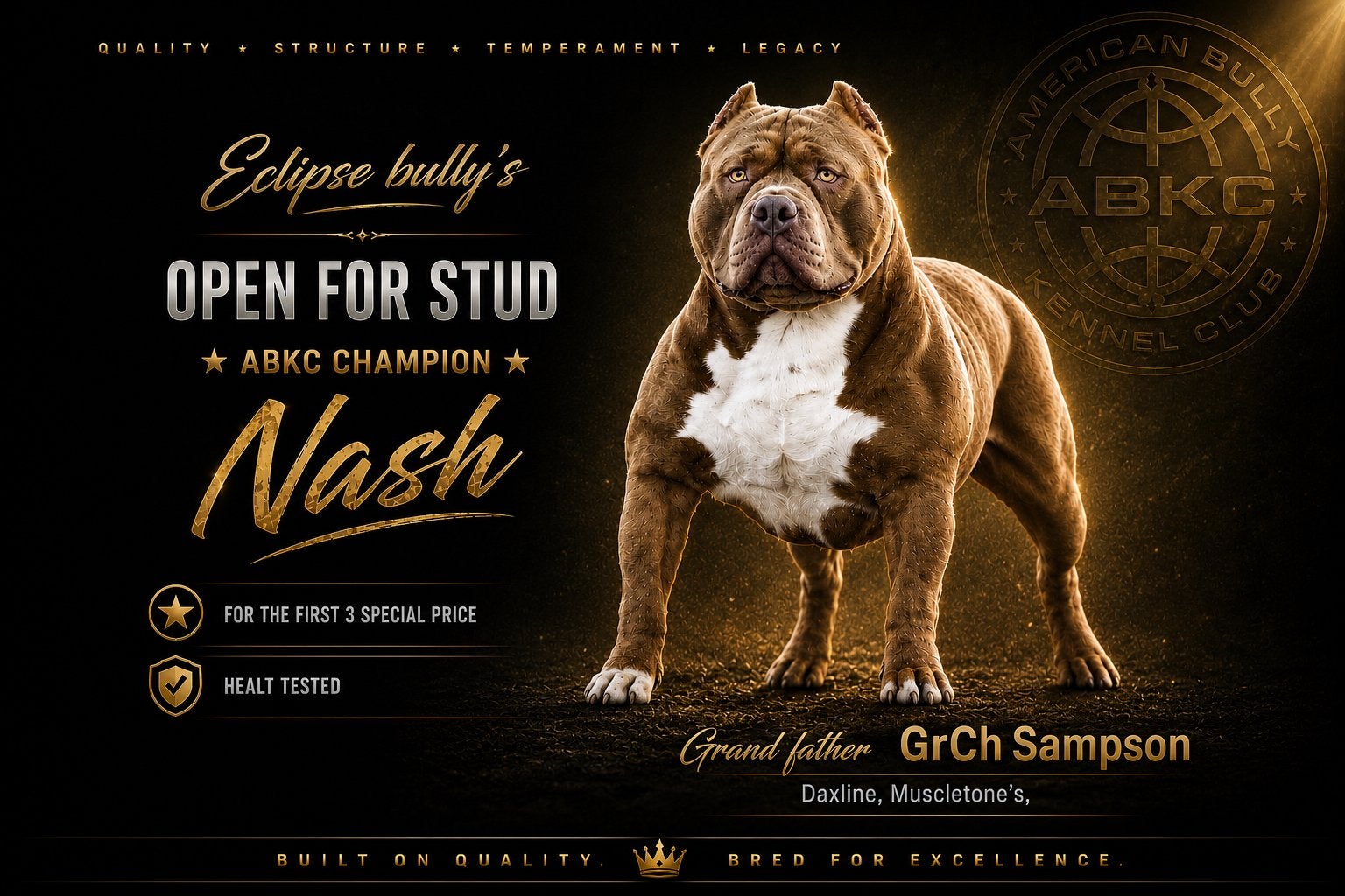 Ter dekking American Bully abkc CHAMPION Nash, Dieren en Toebehoren, Reu, 1 tot 2 jaar, Parvo, Meerdere