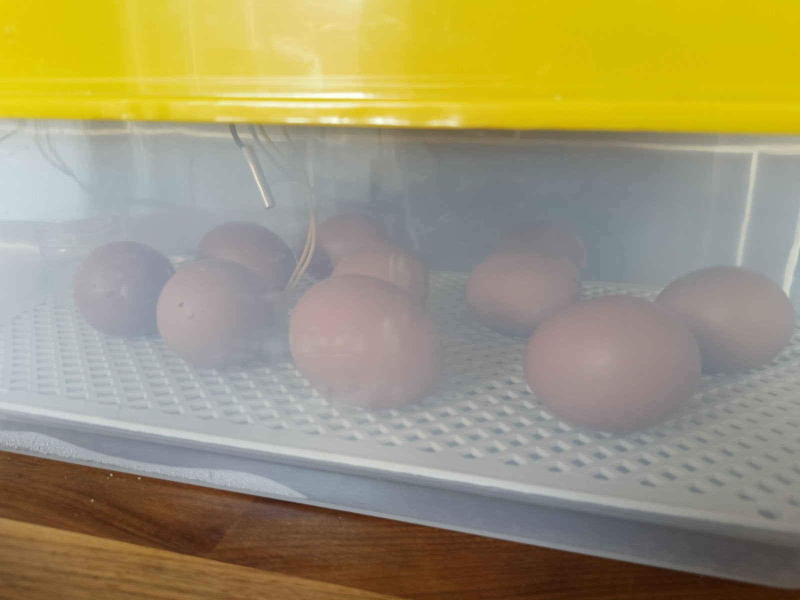 Complete set om zelf eieren uit te broeden, Dieren en Toebehoren, Pluimvee | Toebehoren, Ophalen of Verzenden, Zo goed als nieuw