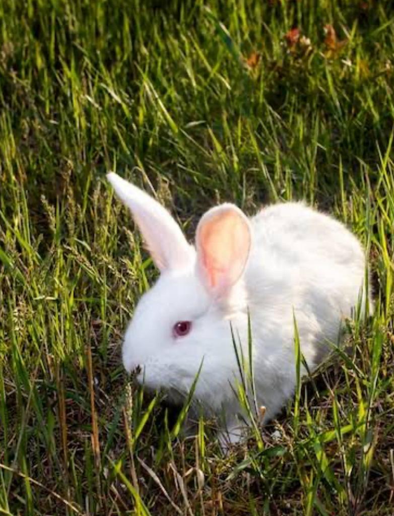 Mooie jongen vleeskonijnen bijna op gewicht, Meerdere dieren, Groot