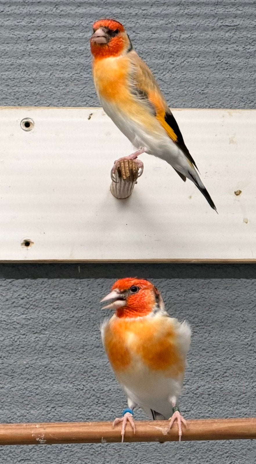 Major putters Distelvink Carduelis, Meerdere dieren, Wildzangvogel, Geringd