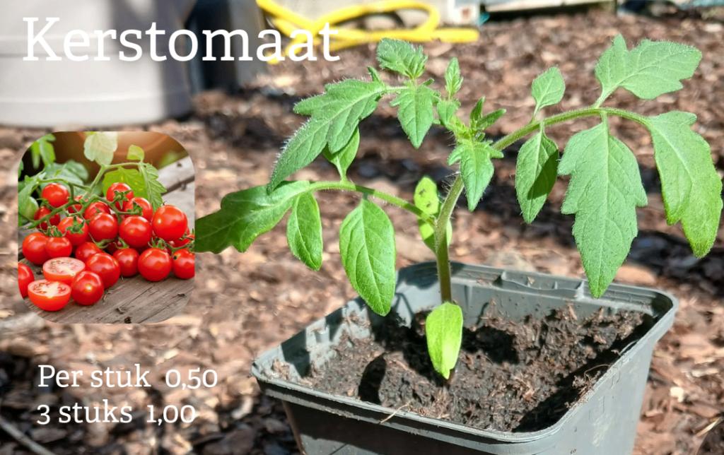 Moestuinplantjes/Groenteplantjes/Kruiden, Tuin en Terras, Planten | Tuinplanten, Ophalen, Eenjarig, Kruiden, Volle zon