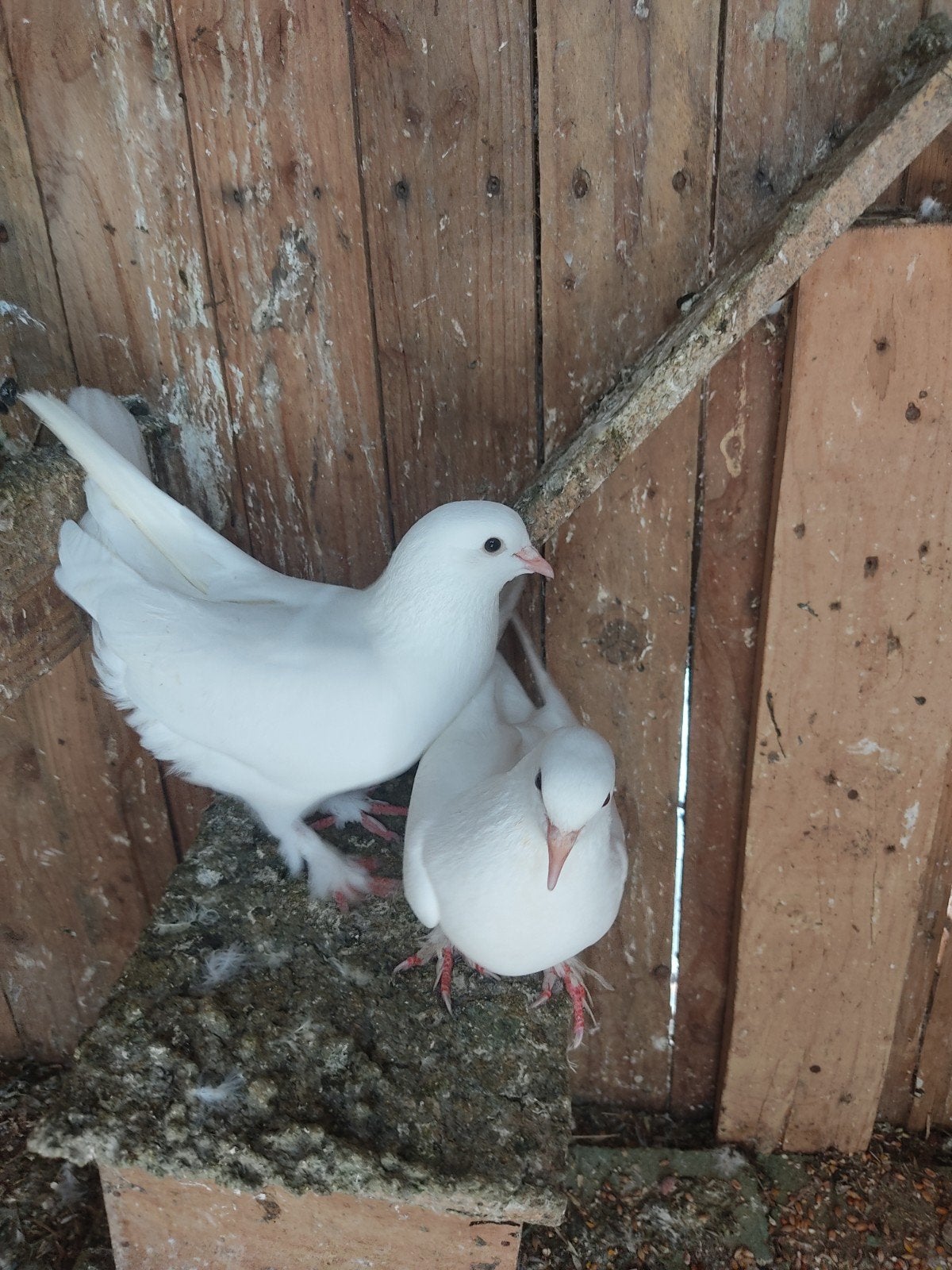 Witte Takla Duiven, Dieren en Toebehoren, Meerdere dieren, Overige soorten