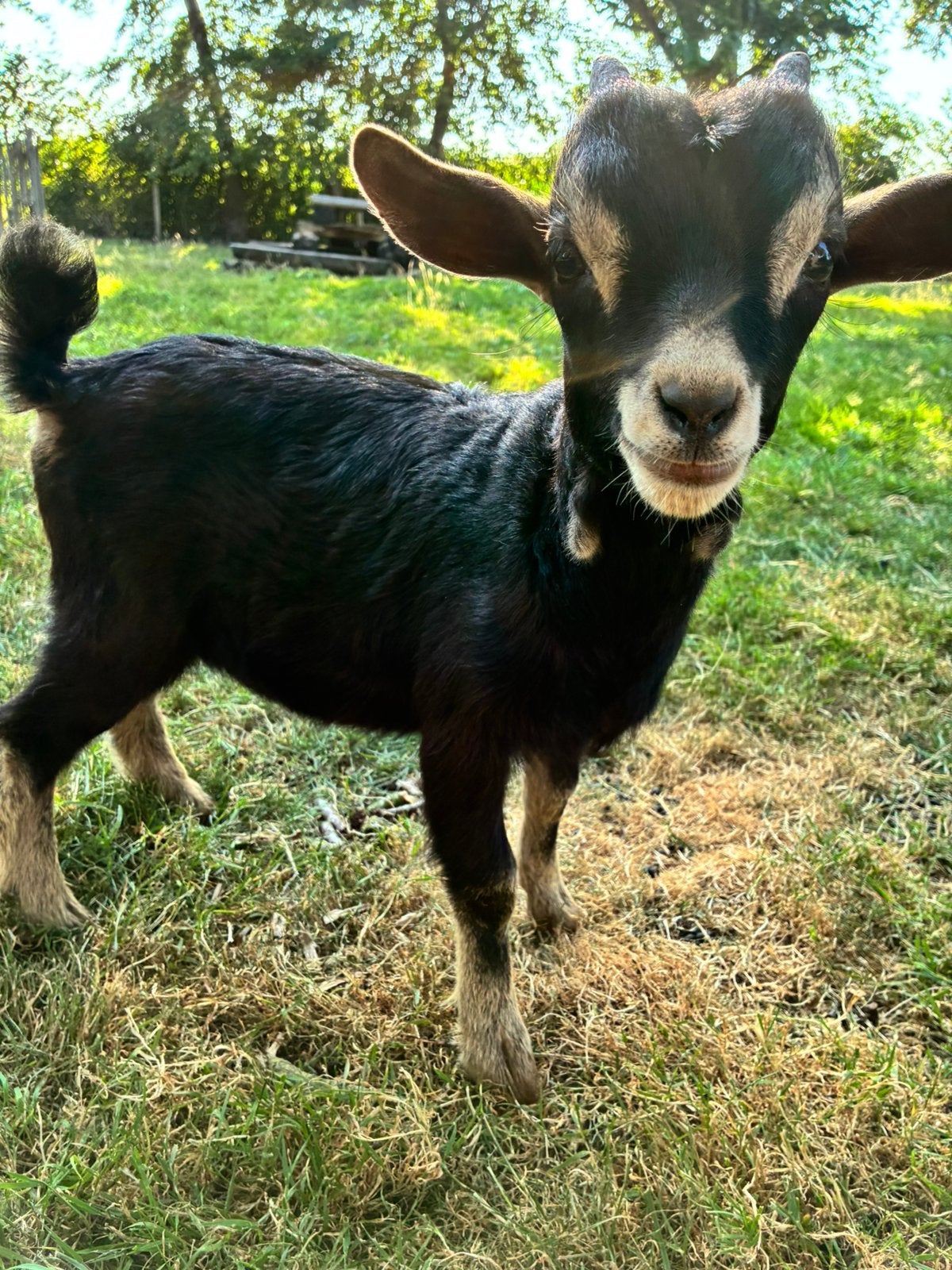 Knuffel dwerggeit bokje, black & tan, Dieren en Toebehoren, Mannelijk, Geit