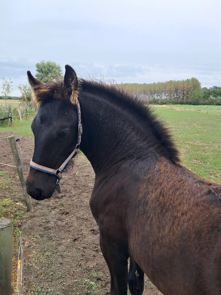 fries merrieveulen, Dieren en Toebehoren, Paarden, Merrie, Minder dan 160 cm, Met stamboom, Niet van toepassing