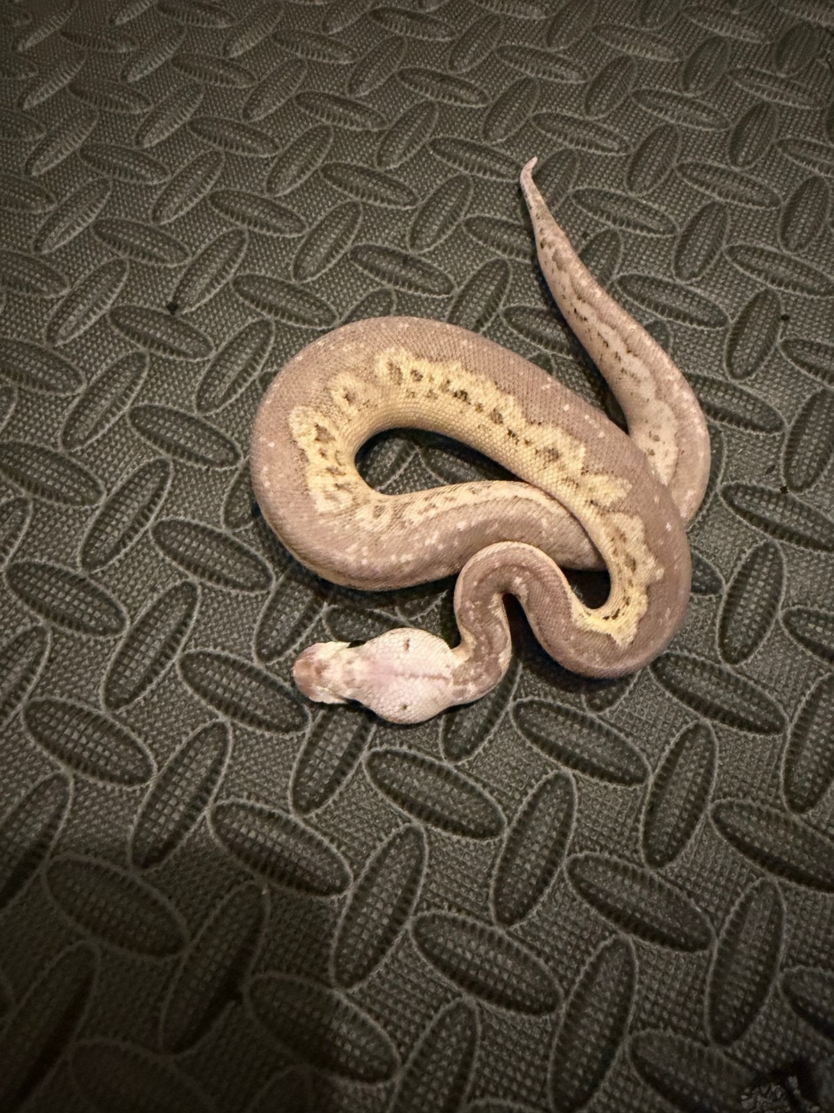 1.0 Ballpython / Regius