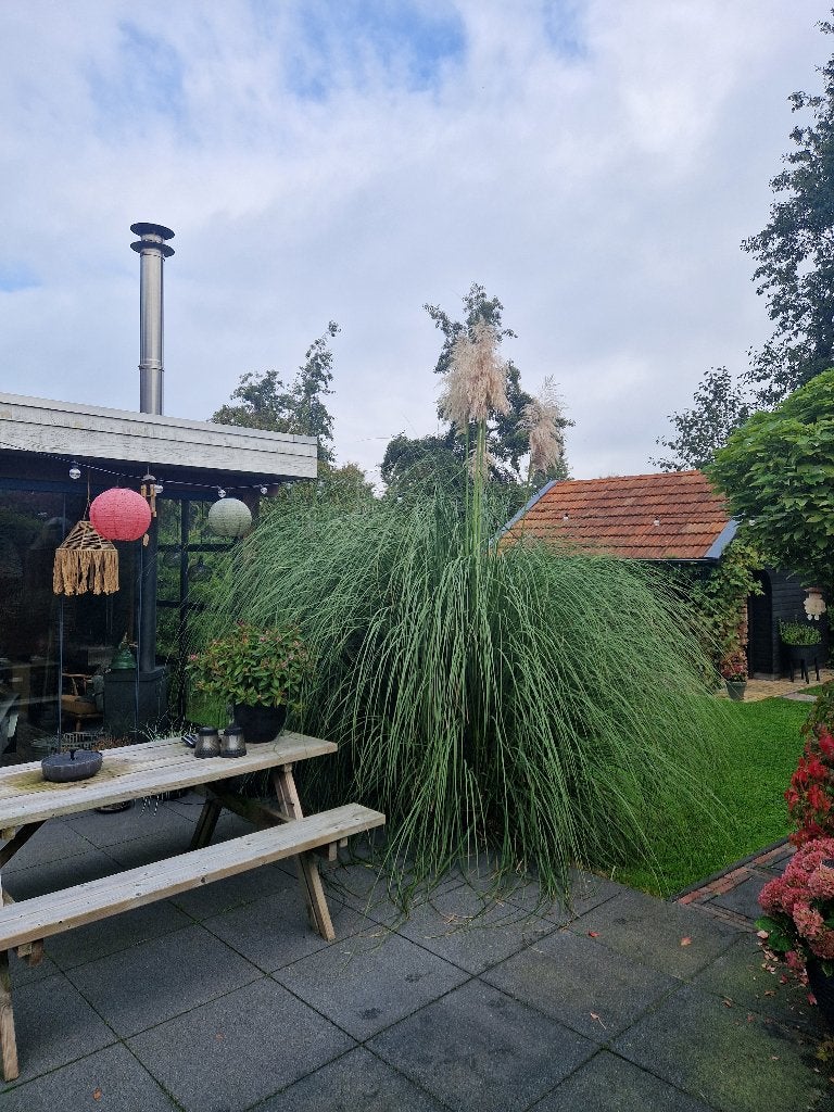 Reuze Pampasgras (Cortaderia selloana 'Senior'), Tuin en Terras, Ophalen, Volle zon, Vaste plant, Siergrassen