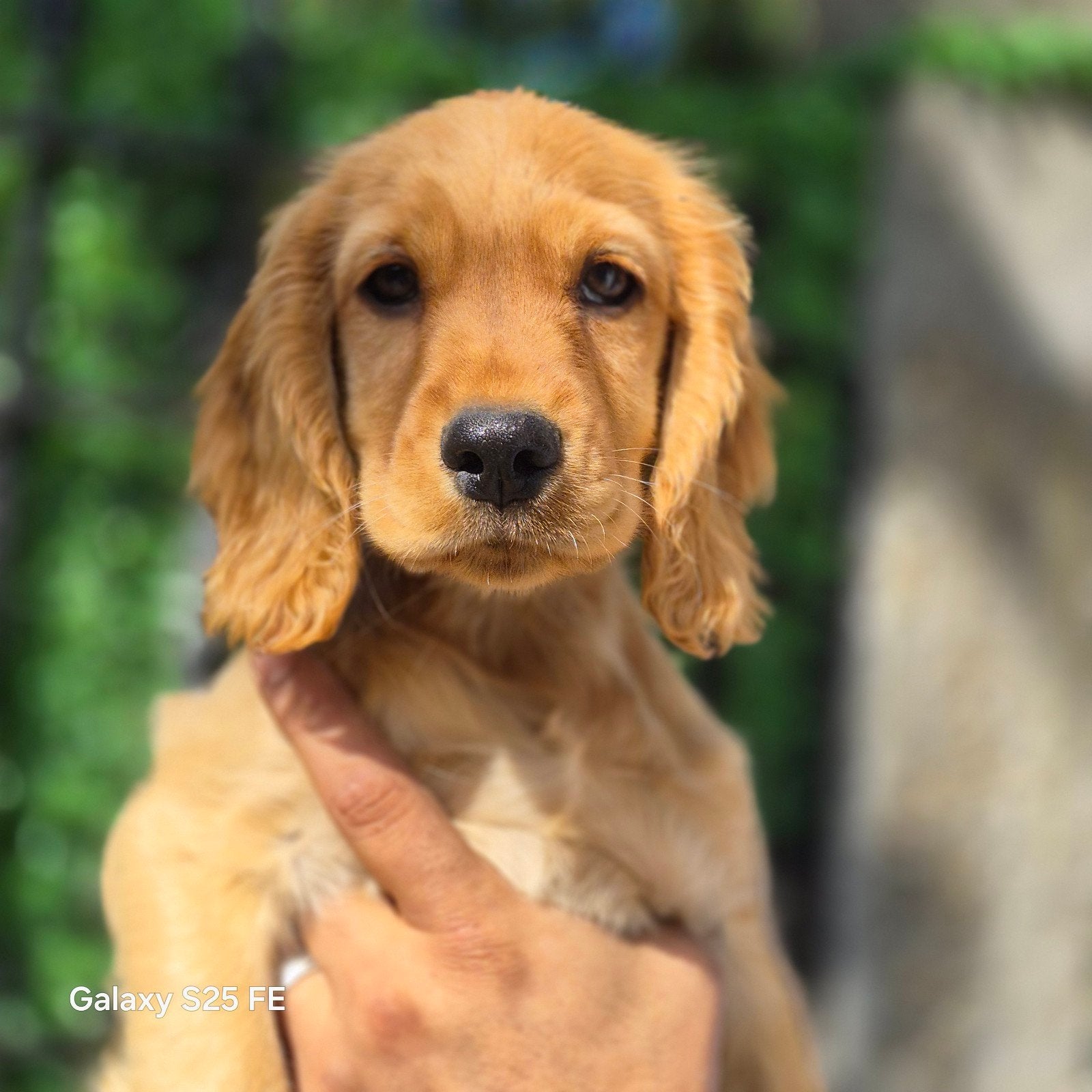 Cocker Spaniel Puppy, Dieren en Toebehoren, Particulier, Overige rassen, 8 tot 15 weken, Buitenland