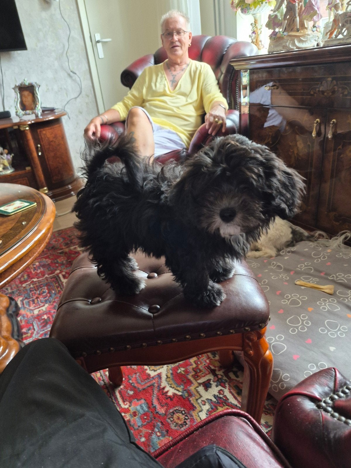 Boomer Maltipo puppie teefje., Overige rassen, Teef, Eén hond, Nederland