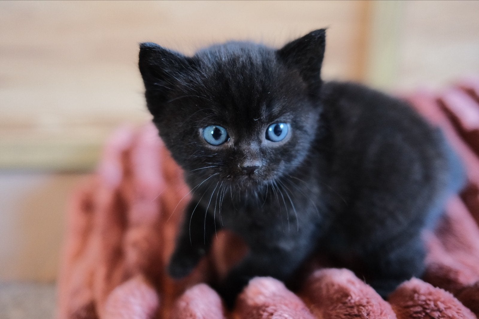 Zwarte kitten Kwart Britse Korthaar, Kater, Kortharig, 0 tot 2 jaar