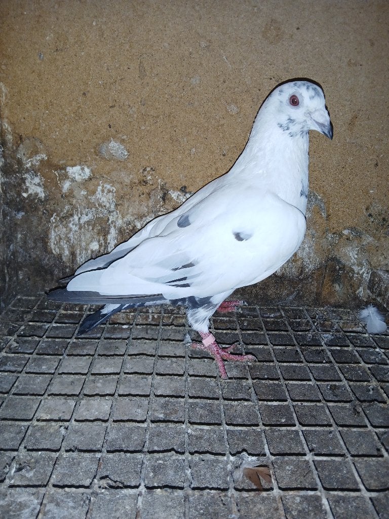 Postduiv / Kleurpostduif, Dieren en Toebehoren, Mannelijk, Postduif