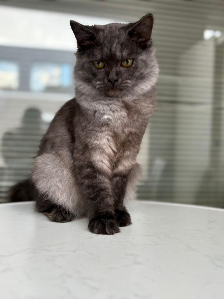 Te koop Ragdoll/Bengaal Black Smoke poes, Poes, Gechipt, 0 tot 2 jaar