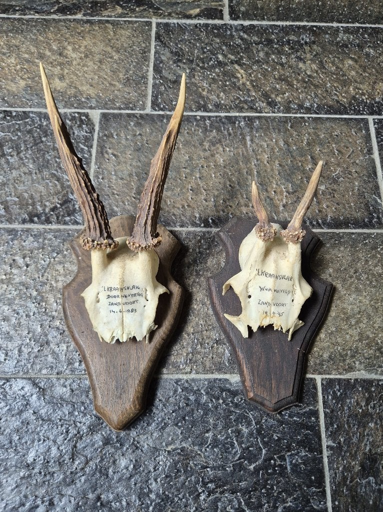 2 Ree Geweien uit Zandvoort samen € 14 jacht hut mancave h96, Verzamelen, Dierenverzamelingen, Ophalen of Verzenden, Gebruikt