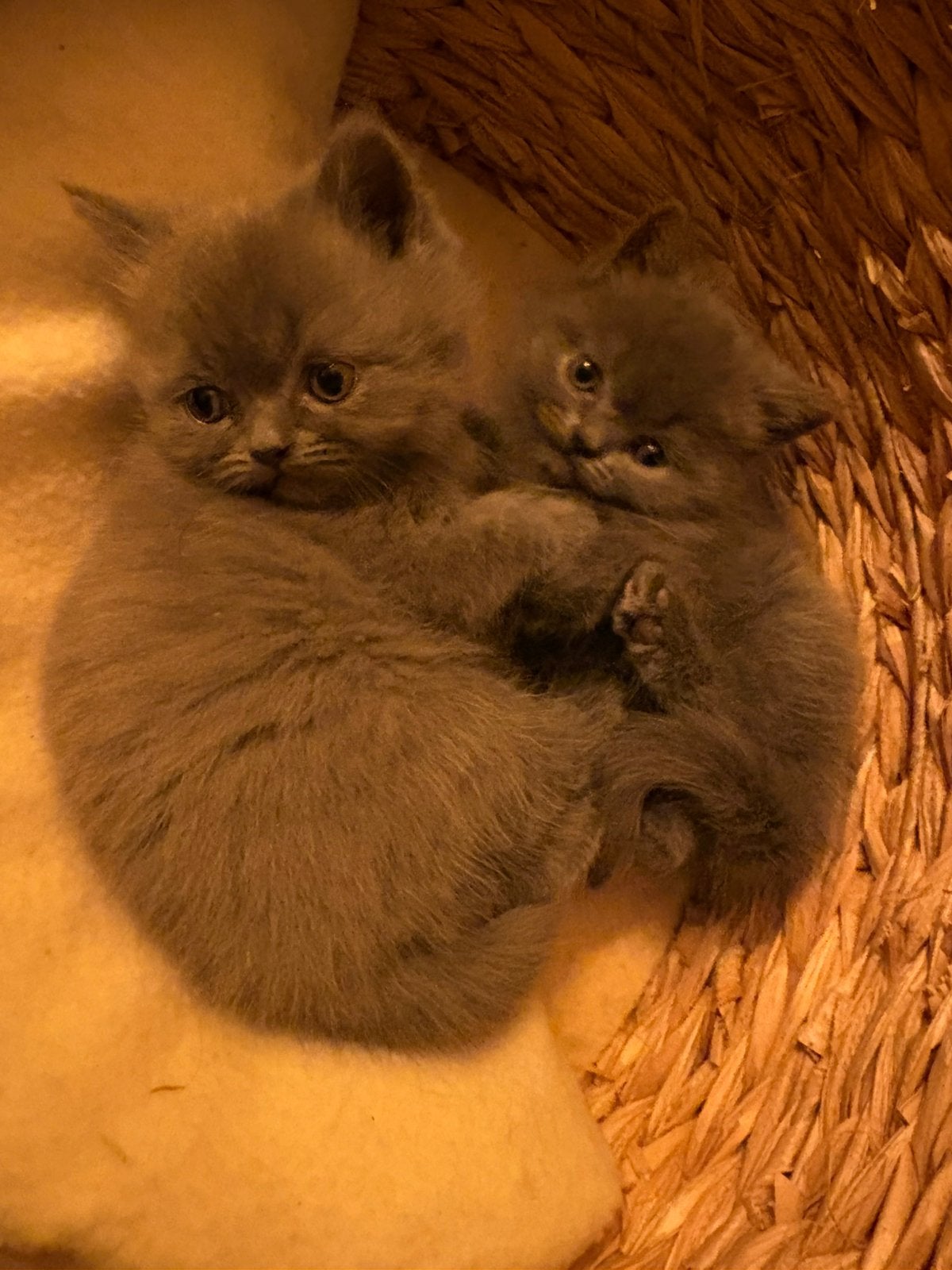 Britse korthaar x pers kittens, Dieren en Toebehoren, Kater, Ontwormd
