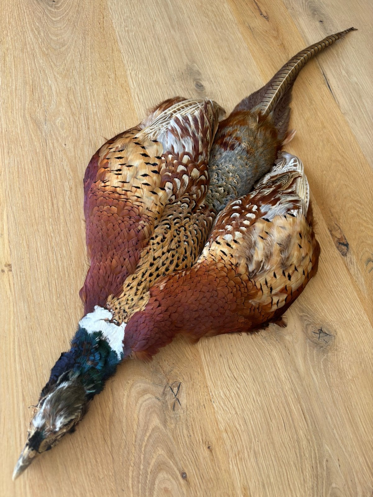 Geprepareerde fazant, Ophalen, Gebruikt, Vogel, Opgezet dier