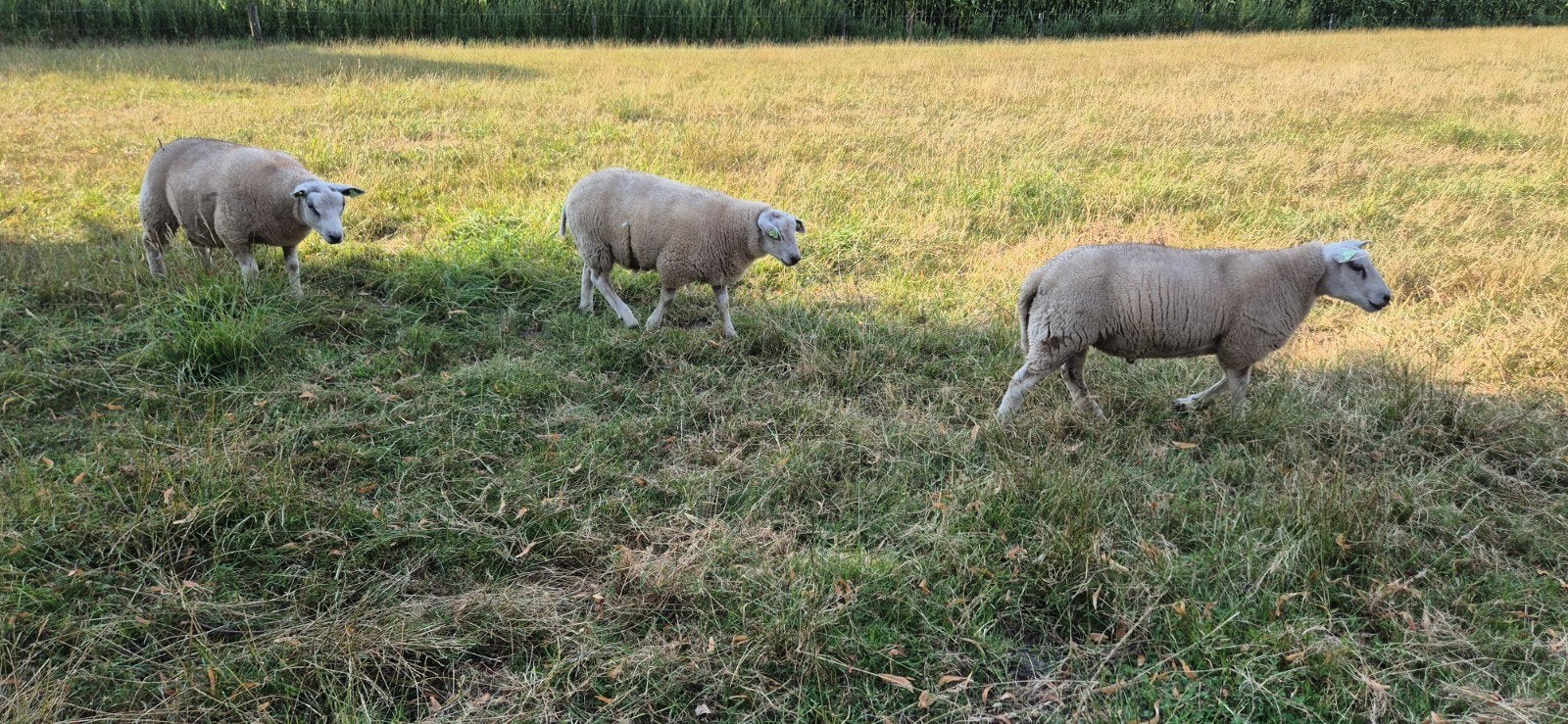 mooie dekrammen, Mannelijk, Schaap, 0 tot 2 jaar