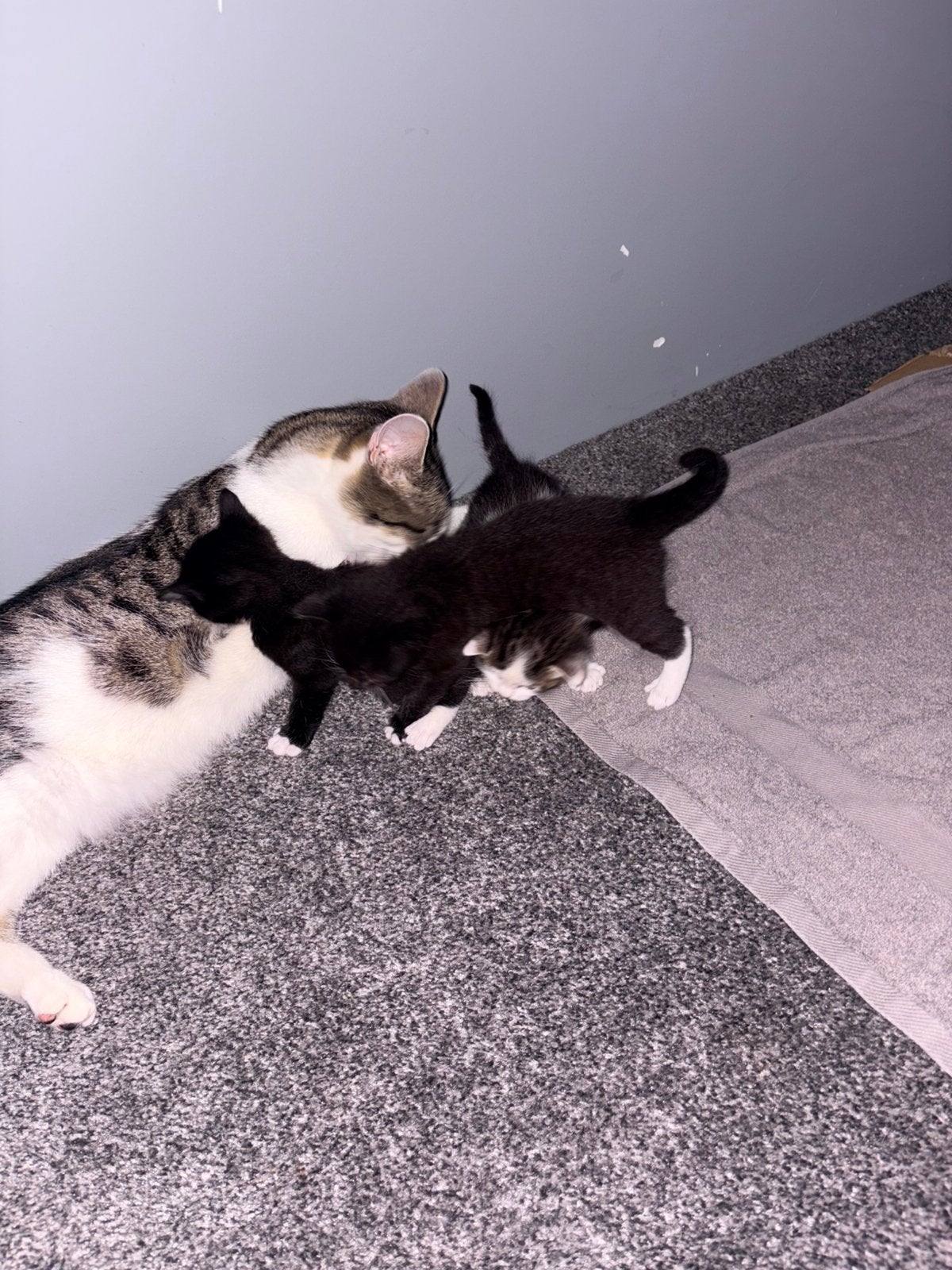 Jonge kittens, Dieren en Toebehoren, Meerdere dieren, Ontwormd, 0 tot 2 jaar