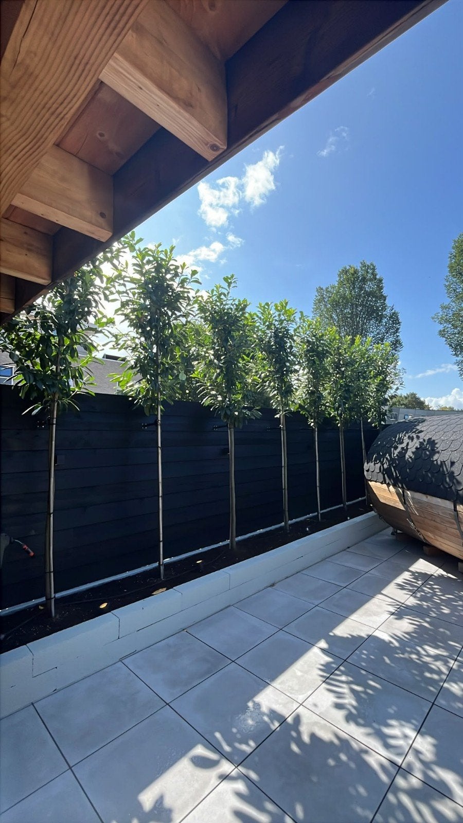 Groenblijvende Laurier Prunus 'Novita', Ophalen