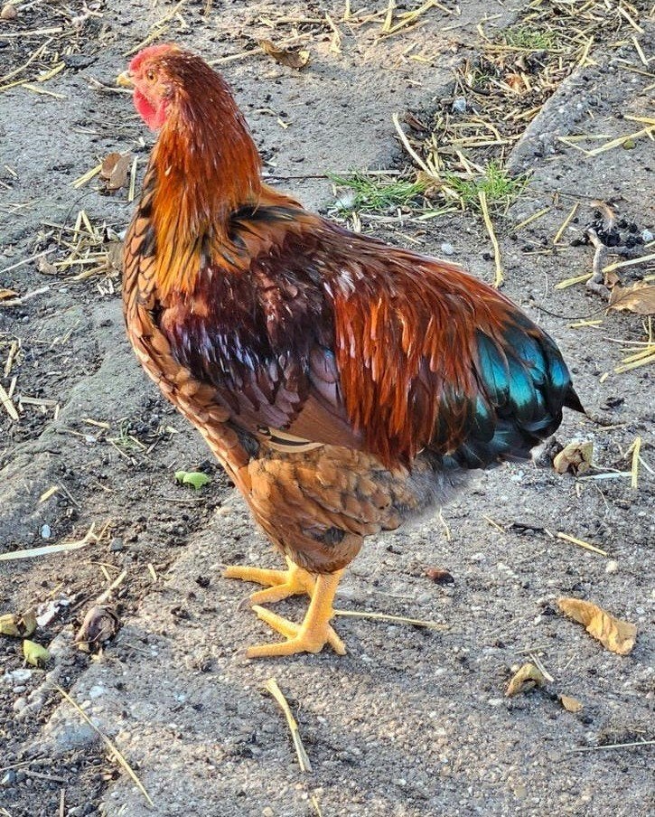 toompje kippen, Dieren en Toebehoren
