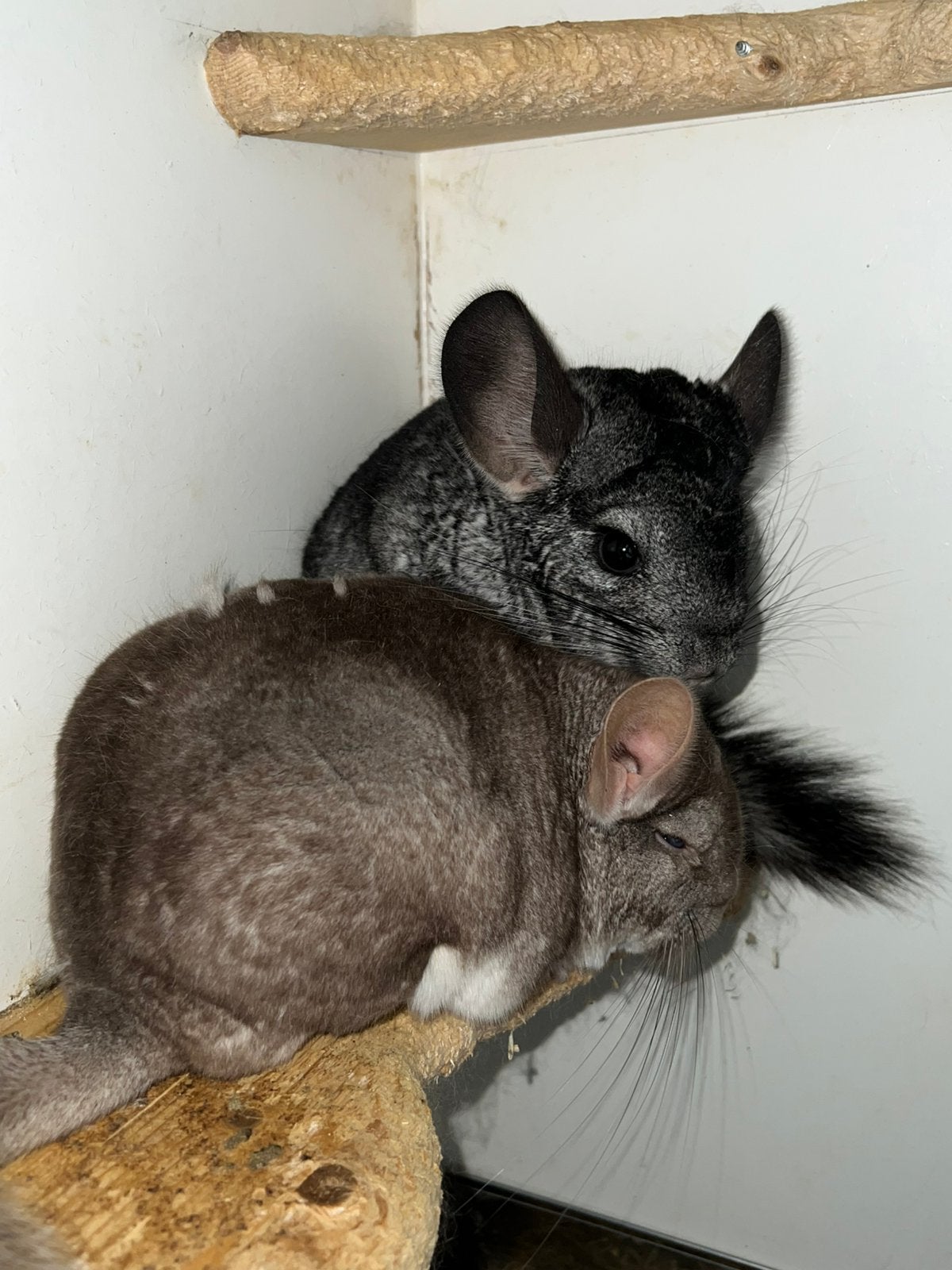 4 chinchilla bokjes, Chinchilla, April, Mannelijk, Tam