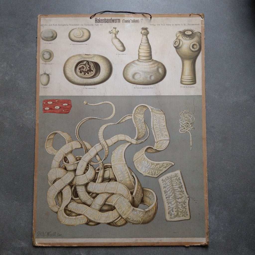 Schoolplaat Varkenslintworm, Antiek en Kunst, Ophalen, Natuur en Biologie