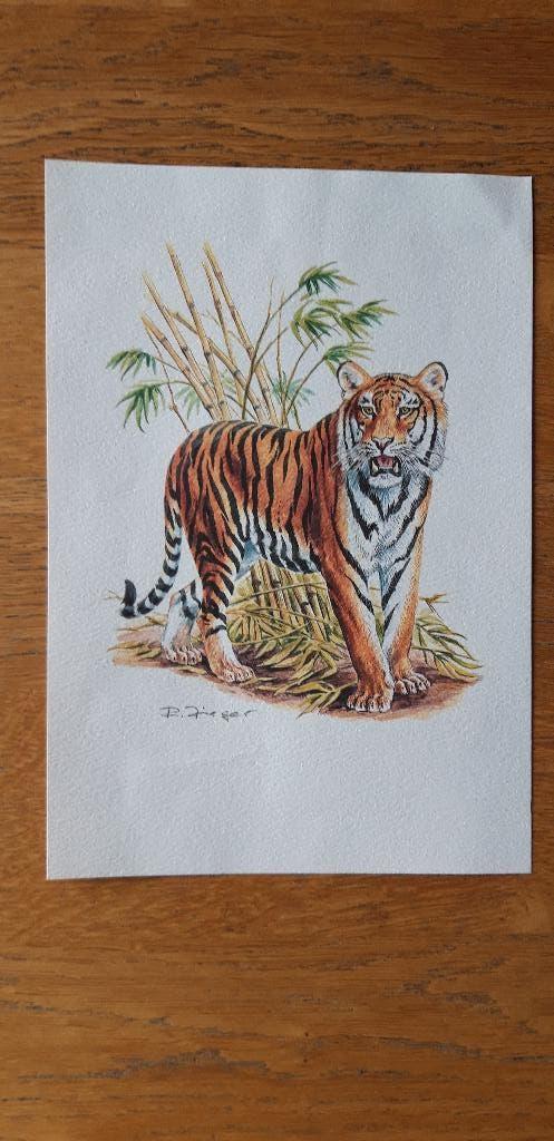 Tijgerprint Bengaalse tijger schets voor kinderkamer jungle, Rechthoekig Staand, A4 of kleiner, Ophalen of Verzenden, Zo goed als nieuw