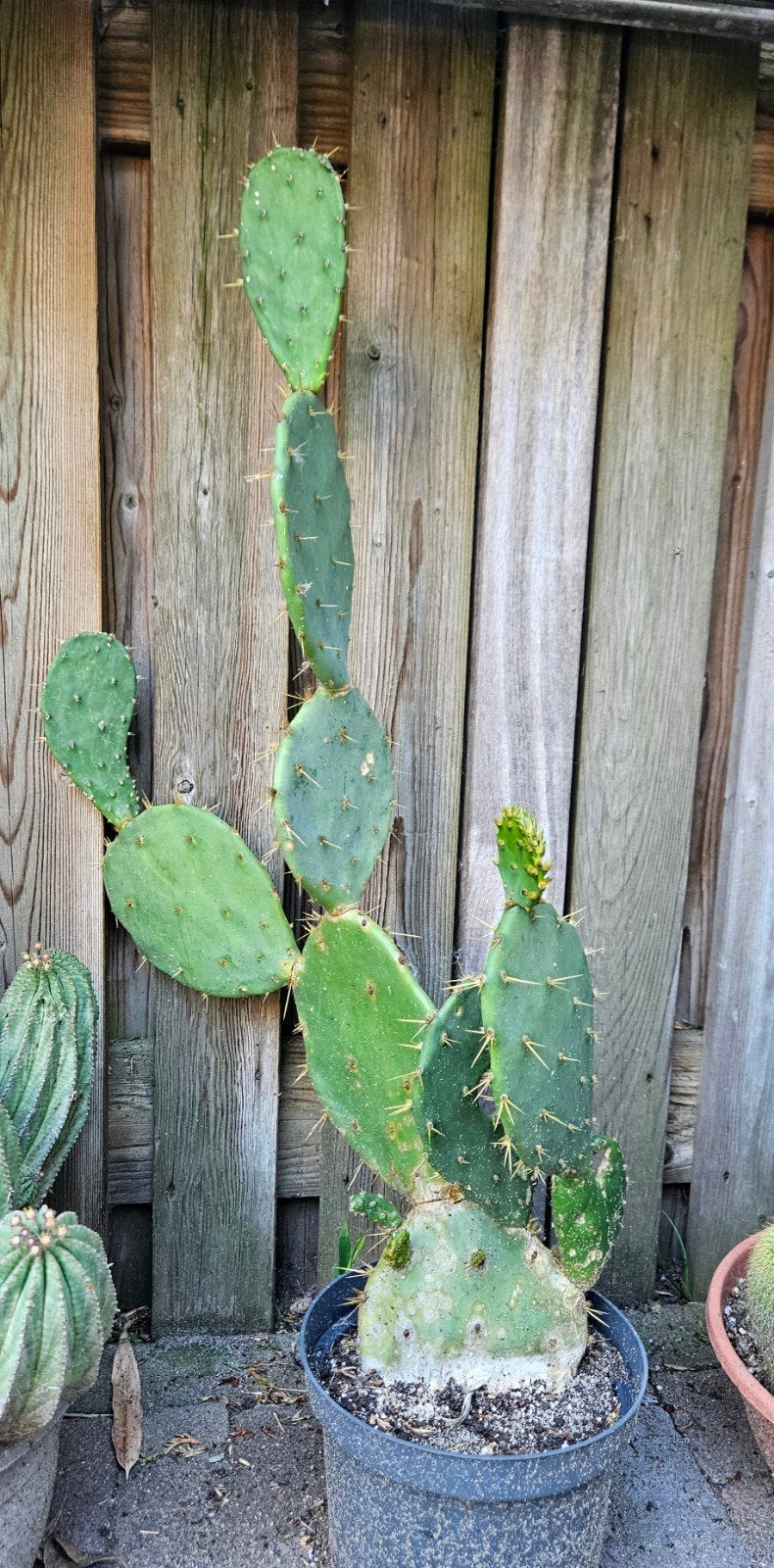 Grote Opuntia cactus - Prickly Pear, Ophalen, Overige soorten, Volle zon