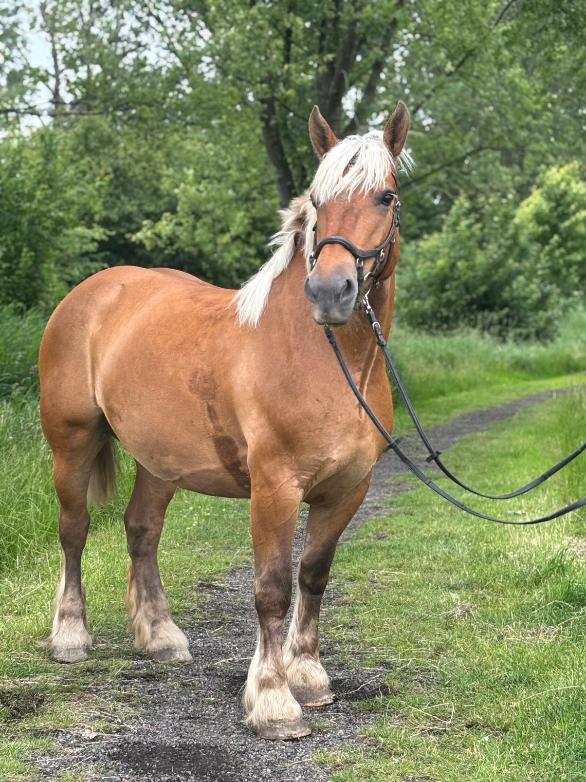 Te koop: Babbel – prachtige Comtois merrie van 8 jaar, Merrie, B, 7 tot 10 jaar, Met stamboom