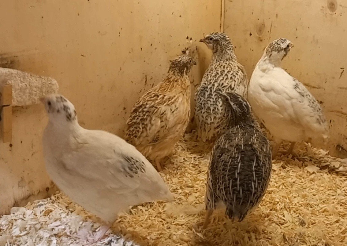 Japanse- Jumbo kwartel haantjes, Dieren en Toebehoren, Vogels | Overige Vogels, Mannelijk