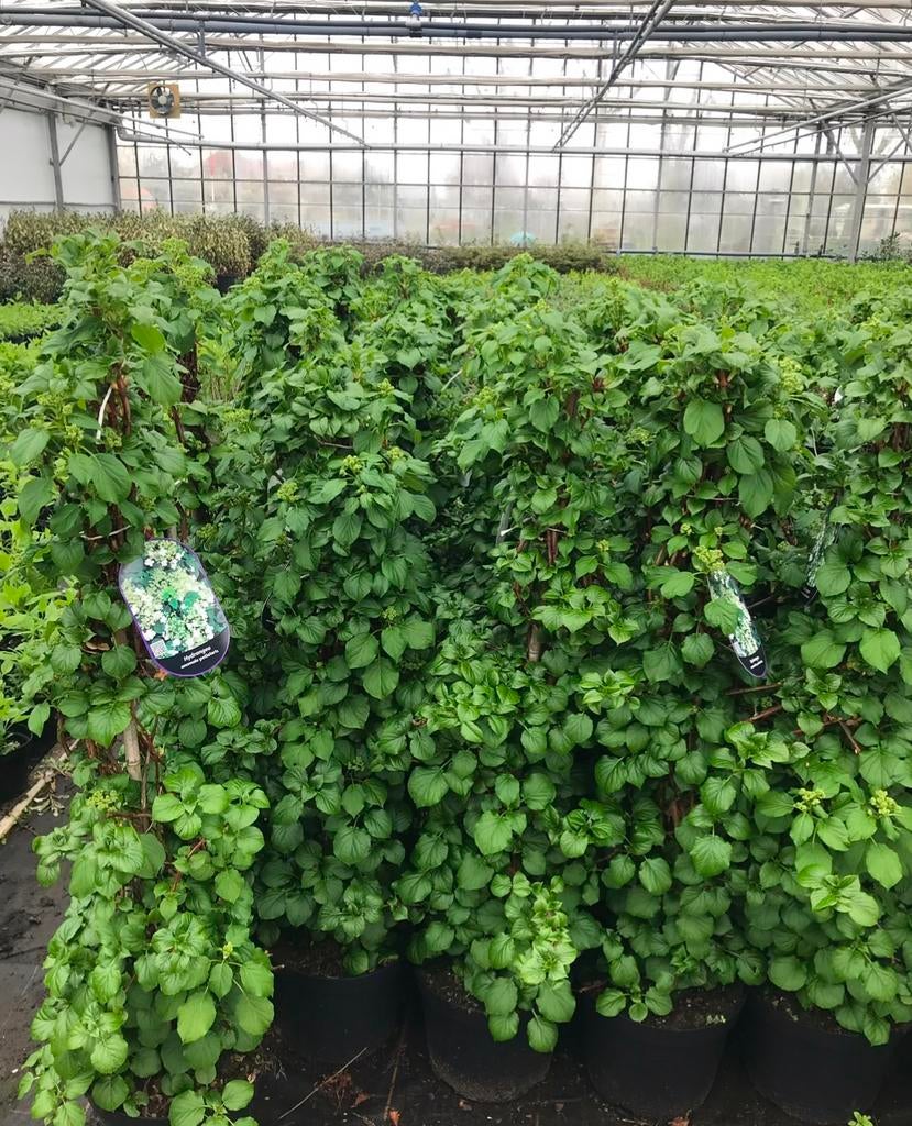 Klimhortensia hydrangea petiolaris in verschillende maten, Tuin en Terras, Planten | Struiken en Hagen, Hortensia, Minder dan 100 cm