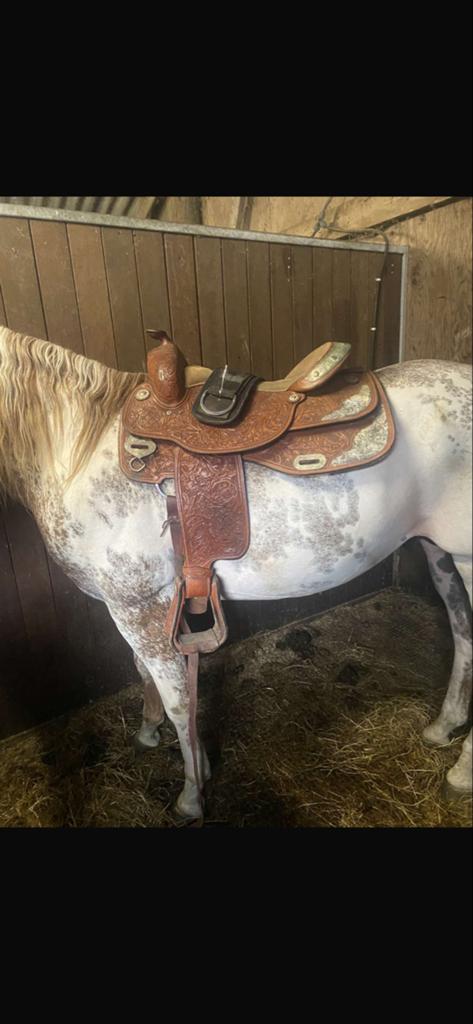Te koop, Dieren en Toebehoren, Paarden en Pony's | Zadels, Ophalen of Verzenden, Gebruikt, Western