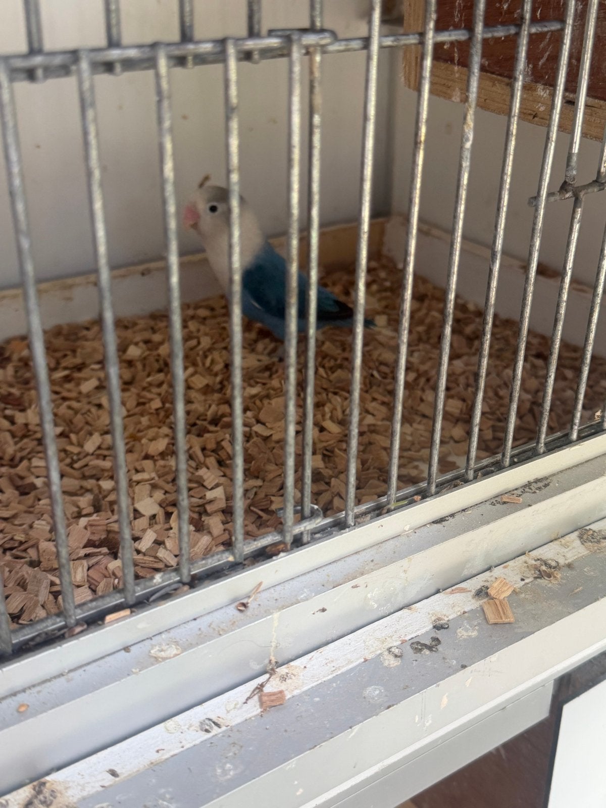 Dwergpapagaai fischeri (pop), Vrouwelijk, Dwergpapegaai of Agapornis, Geringd