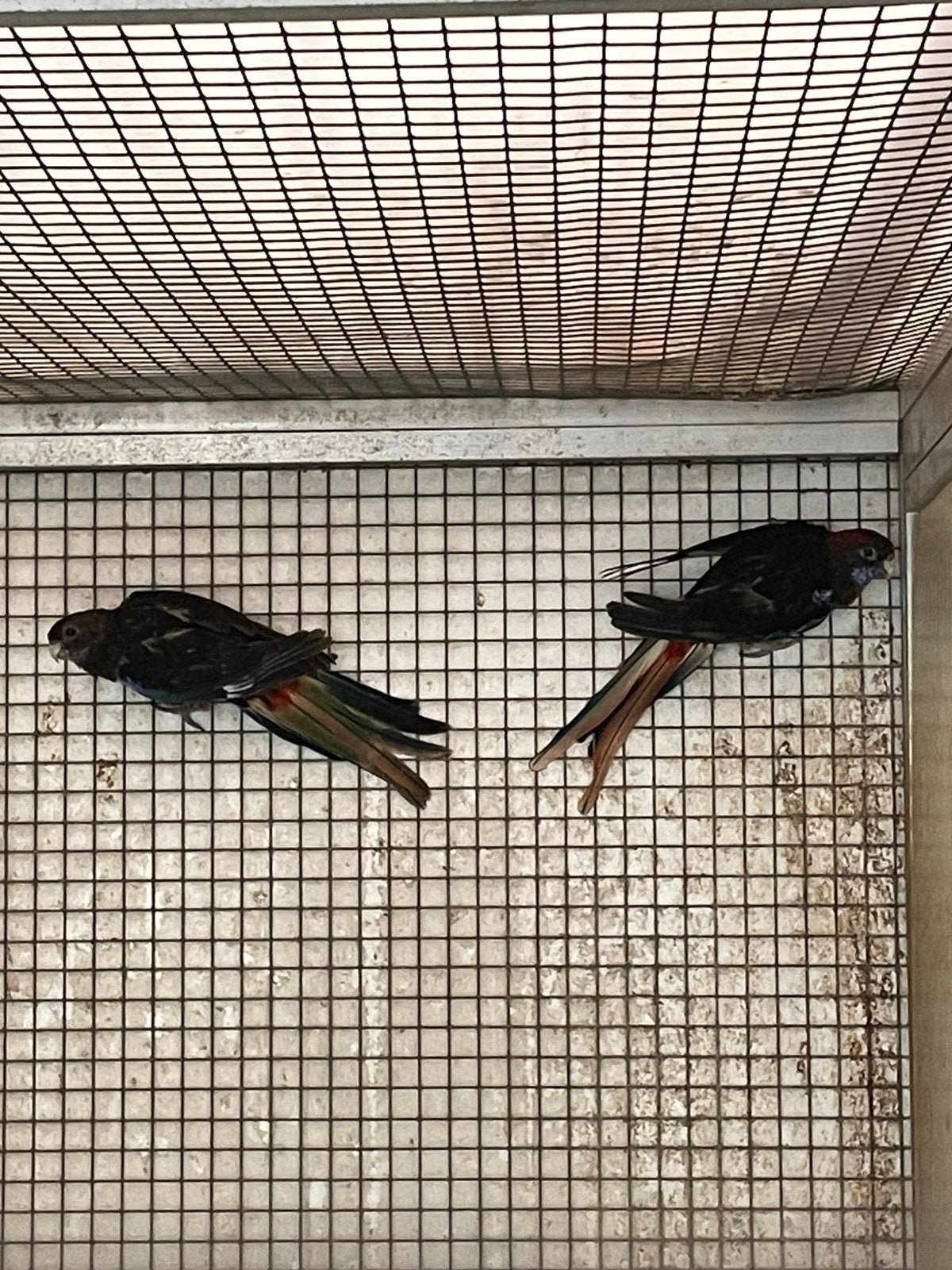 Rosella s 2 poppen zwart opeline, Dieren en Toebehoren, Vogels | Parkieten en Papegaaien, Vrouwelijk, Parkiet, Geringd